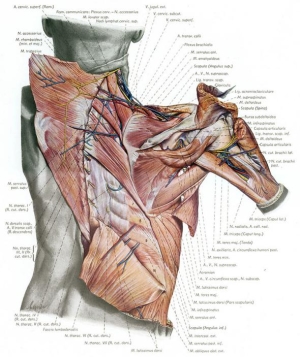 Penkopf_Atlas Human Anatomy_neck-shoulder