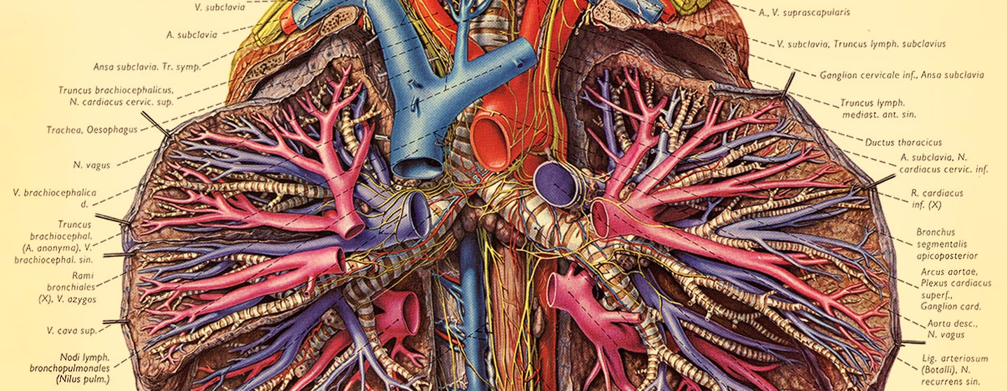 Penkopf_Atlas Human Anatomy__Lungs