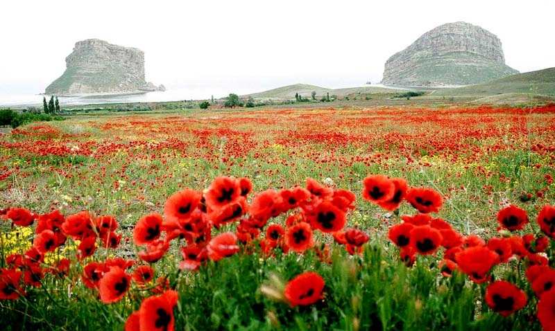 Poppy Field Afghanistan