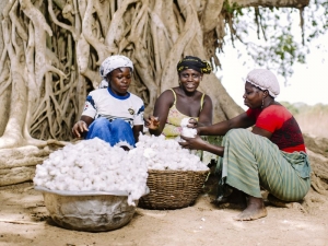 burkina-faso-cotton-pickers