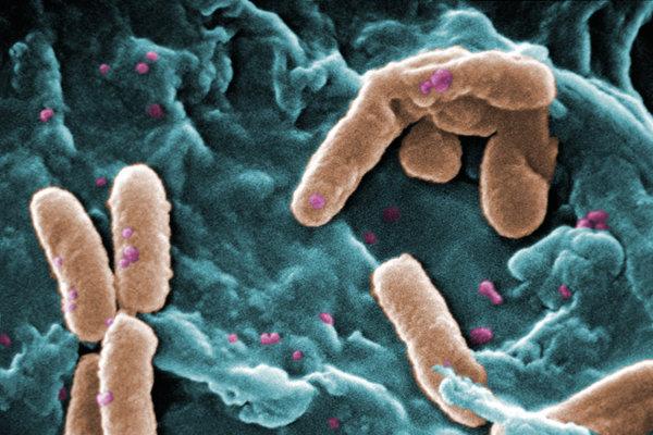Candida auris: A Lethal Industrial Farm Fungus  